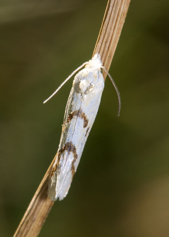 Tortricidae - Aethes sp